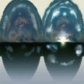 Thumbnail for version as of 09:10, 12 July 2025